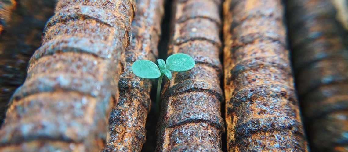 green sprout growing between re-bars